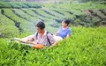 鲜嫩夏秋茶叶齐刷刷“钻”集茶袋 宜宾茶园机采助农增收