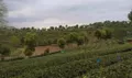 梧州市连续出台政策向上争取科研项目扶持茶产业发展
