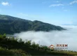 无量山古树茶的介绍