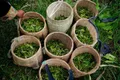 西藏林芝茶产业推介会探索高原发展模式
