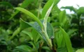 勐腊县刮风寨：提升普洱茶管理加工技术