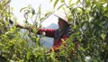 临沧推动茶叶产业转型升级，实现茶叶产量大幅增加