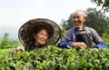 依托茶产业优势、盘活“沉睡”土地资源 湄潭县助农脱贫攻坚
