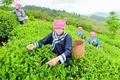 黔茶70年，从"茶叶"到"茶业"的巨变
