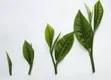 茶叶酸碱性会对人体的酸碱平衡造成影响吗？