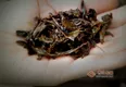 湖南黑茶产地价格多少钱一斤？湖南黑茶的种类