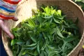 普洱茶投资分析：名山古寨适合做商标吗？