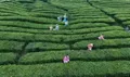 四川雅安:一片茶叶撬动绿色经济振兴