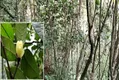 宜宾长宁发现濒危野生植物“小黄花茶”生长群