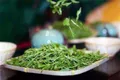 浙江遂昌县“茶叶生产社会化服务”项目入选2019年省级标准化试点项目