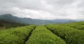 茶叶标准化系列报道之③中国茶叶标准化工作概述（下）