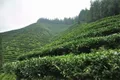 全省唯一 四川洪雅获评全国十大生态产茶县