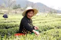黑茶为媒兴安化 产业发展富乡民