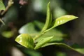 茶叶年产量世界第一 解锁绿茶新功能 风味茶