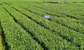 湄潭国家区域性（茶叶）良种繁育基地 ——助力贵州茶产业发展