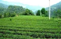 从“出省”到“出国” 川茶突破口在哪里？