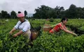 景谷民乐镇：白茶产业助农“绿色致富”