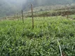 广西野生茶产业强势崛起 80%以上的资源得到保护