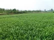 安徽金寨：茶旅融合振兴乡村经济