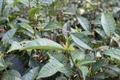 勐海开展秋冬茶叶种植技术培训