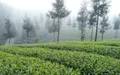 2019年凤冈锌硒茶出口产值超2亿元