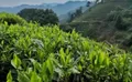 2019年“保靖黄金茶”产业综合产值突破8亿元