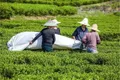 贵州金沙县西洛街道启动3500亩茶叶种植