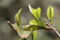 普洱茶投资分析：浅析新形势下的普洱茶产业