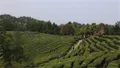 四川巴中市两项“绿茶”地方标准通过专家评审