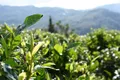 2018年度全球茶叶国际贸易情况