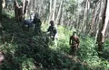 我州打击毁林种茶专项整治行动取得初步成果