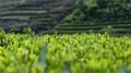 环保战略背景下的中国茶产业发展（二）