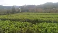 凤冈船头村：225万东西部扶贫项目资金助力茶产业蓬勃发展