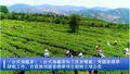 台湾茶叶界参与中国国标研制 进击大陆市场事半功倍