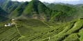 年产值超3亿元 海青镇这样用一片茶叶成就一个产业