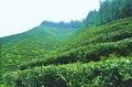 云顶茗茶依托资源优势发展茶叶生产