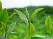 四川宜宾：小茶叶成就大产业