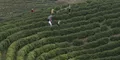 贞丰县茶叶种植面积新增1.3万余亩