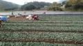 湖南：白茶产业进村寨