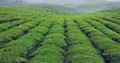 茶产业力争“一个亿”目标！两大产业助力凤冈绿色食品基地建设