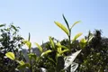 古树茶发芽偏迟的人为因素：古树鲜叶价格的节节攀升和茶商对茶农的越来越不信任！