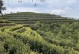 农林科院为茶农支招：疫情下丽水茶产业如何应对