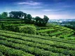 湖北咸丰“唐崖茶”入选国家农产品地理标志登记保护名单
