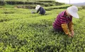 2020年，怎样激发白茶市场大潜能？