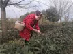 雅安名山：蒙顶山茶开采，2月20日大面积上市