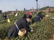 保证早春茶生产 川茶集团5条茶叶生产线已全部恢复