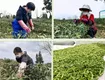 雅安市名山区2020年第一批春茶正式开采
