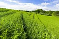 西乡茶叶农技专家“微信课堂”为农服务