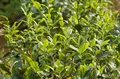 帕沙古树春茶2020年价格预测