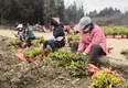 贵州茶产业在抗疫中抓生产做准备